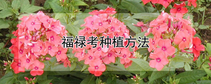 福禄考种植方法（福禄考栽培技术视频）