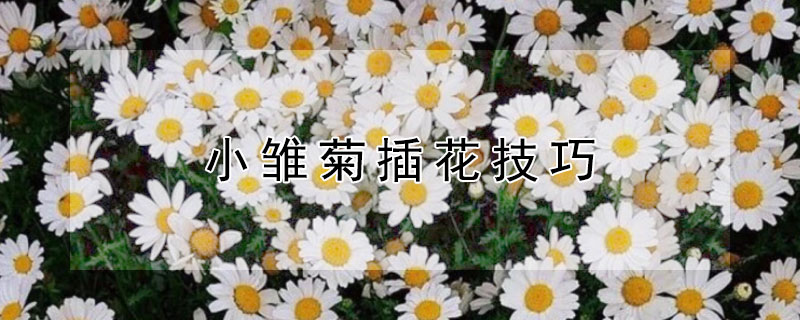 小雏菊插花技巧 小雏菊插花一般搭配什么花