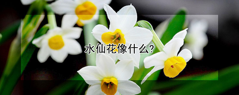 水仙花像什么?（二月水仙花像什么）