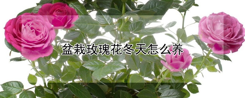 盆栽玫瑰花冬天怎么养 盆栽玫瑰花冬天怎么养好