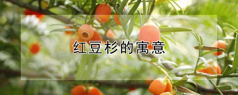 红豆杉的寓意 红豆杉的寓意与风水