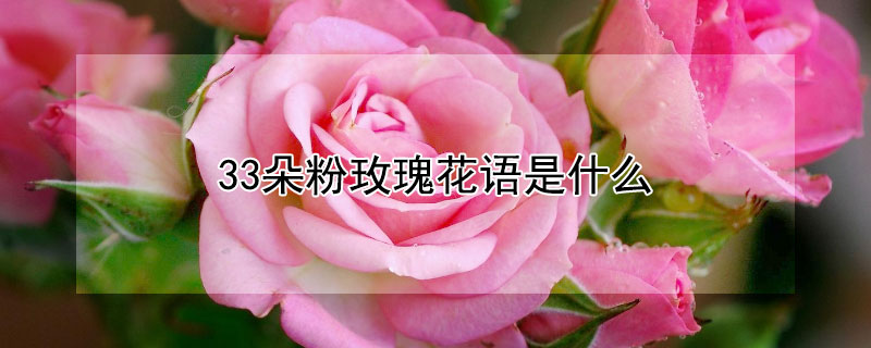 33朵粉玫瑰花语是什么 玫瑰花是什么颜色