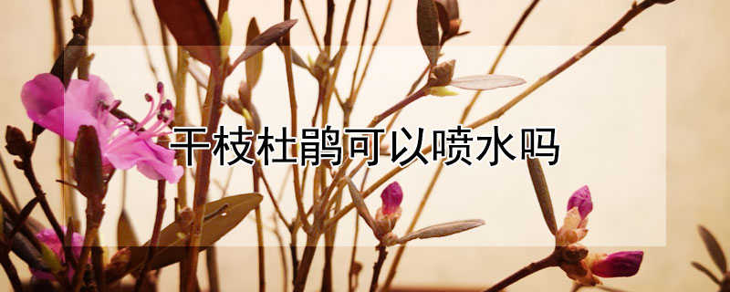 干枝杜鹃可以喷水吗 干枝杜鹃可以喷水吗怎么喷