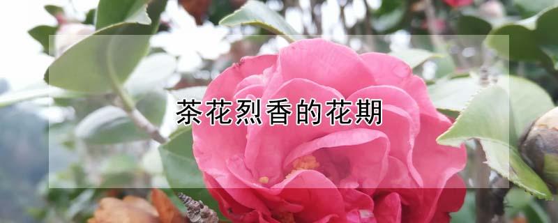 茶花烈香的花期 茶花烈香的花期是几月份