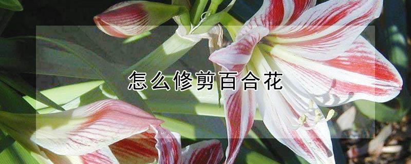 怎么修剪百合花（怎么修剪百合花视频）