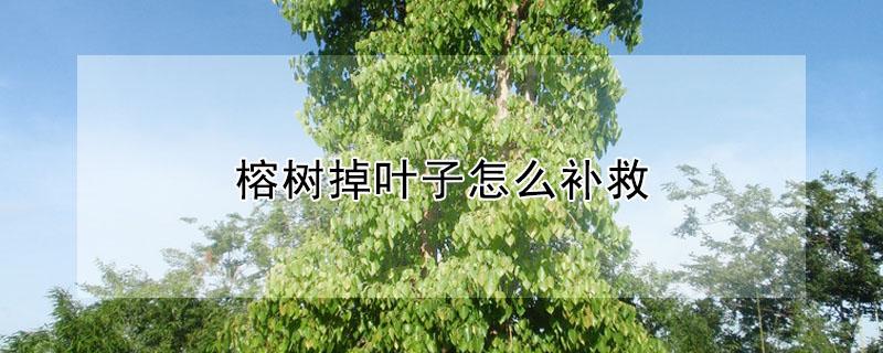 榕树掉叶子怎么补救（榕树掉叶子补救方法）