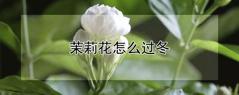 茉莉花怎么过冬 茉莉花怎么过冬天