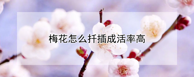 梅花怎么扦插成活率高（梅花怎么扦插成活率高一点）