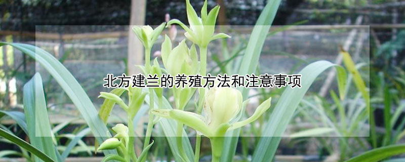 北方建兰的养殖方法和注意事项 北方建兰的养殖方法和注意事项是什么