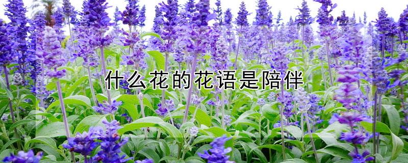 什么花的花语是陪伴 什么花的花语是陪伴的爱