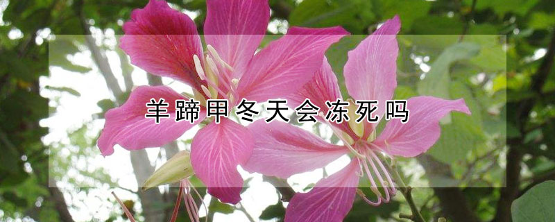 羊蹄甲冬天会冻死吗 羊蹄甲冬天会冻死吗视频