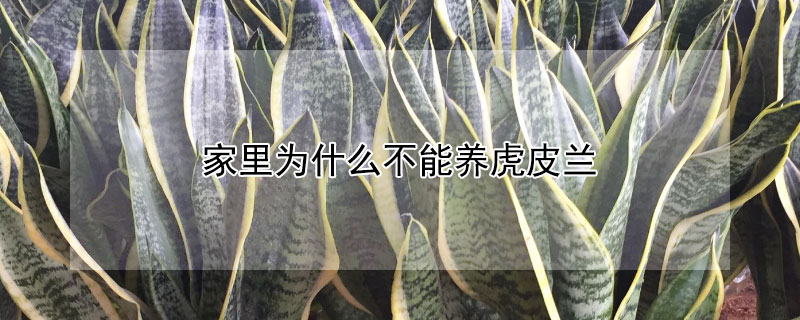家里为什么不能养虎皮兰 家里为什么不能养虎皮兰金枝玉叶怎么养