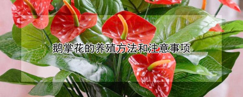 鹅掌花的养殖方法和注意事项 鹅掌花的养殖方法和注意事项视频