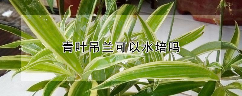 青叶吊兰可以水培吗（青叶吊兰可以水培吗视频）