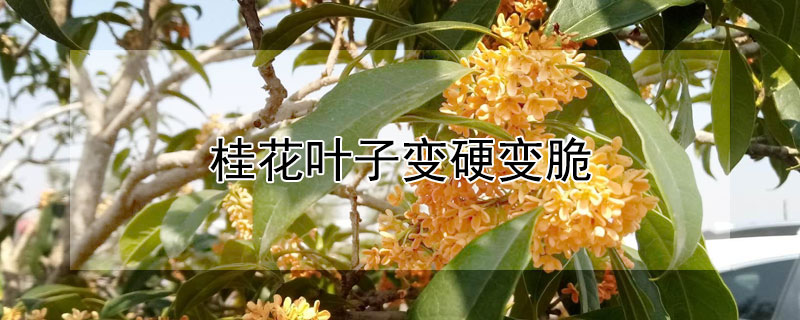 桂花叶子变硬变脆（桂花叶子变硬变脆不落叶）