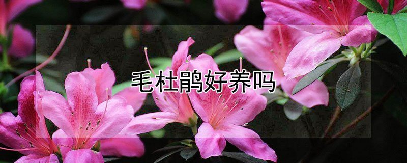毛杜鹃好养吗 毛杜鹃好养活吗