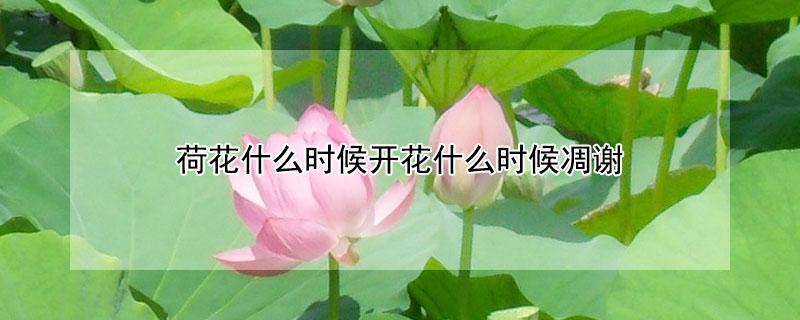 荷花什么时候开花什么时候凋谢 荷花什么时候开花的