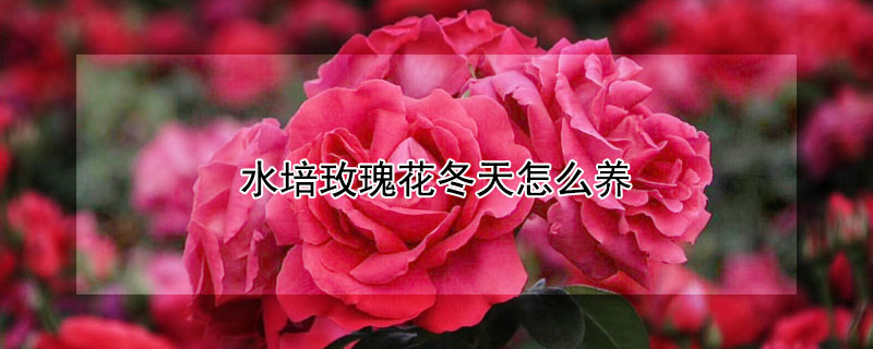 水培玫瑰花冬天怎么养（水培玫瑰花期是多长时间）