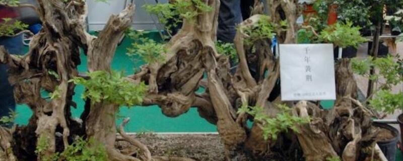 黄荆盆景寓意（黄荆盆景寓意着什么）