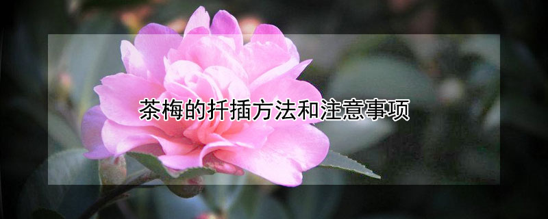 茶梅的扦插方法和注意事项 茶梅的扦插方法和注意事项铁皮石斛