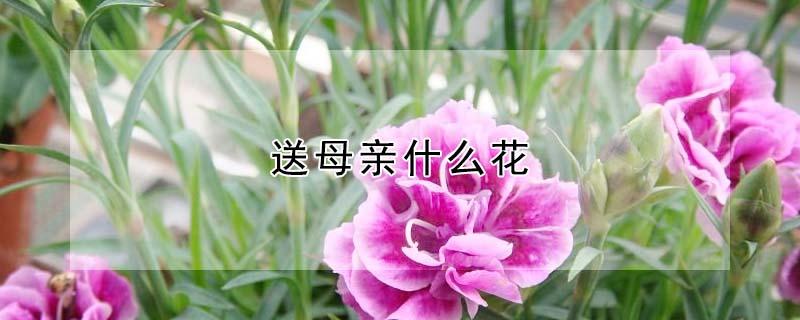 送母亲什么花（送母亲什么花比较好）