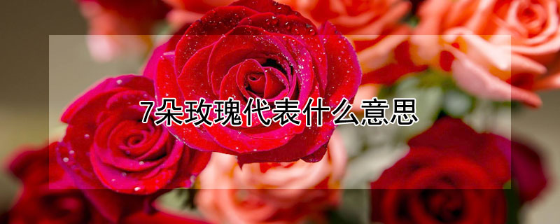 7朵玫瑰代表什么意思（9朵玫瑰代表什么意思）