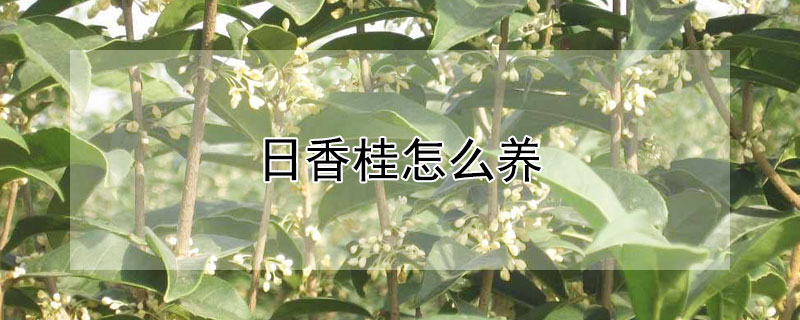 日香桂怎么养（日香桂怎么养才旺）