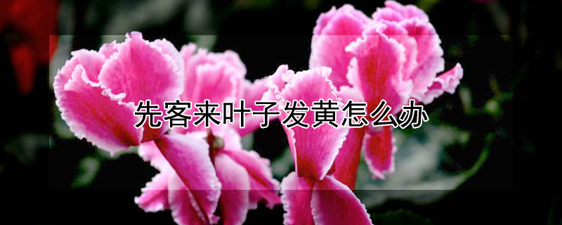 先客来叶子发黄怎么办（先客来怎么养）