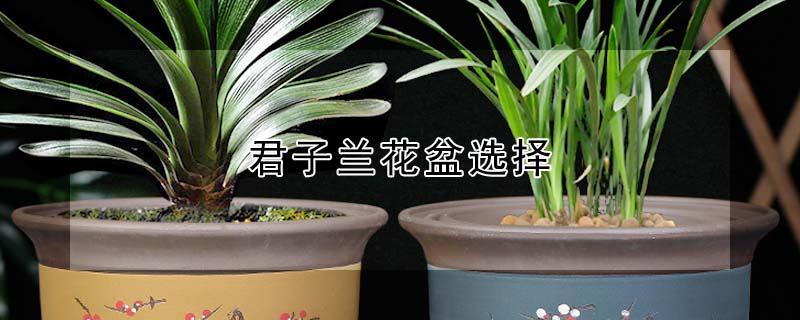 君子兰花盆选择（君子兰花盆选择多大合适）