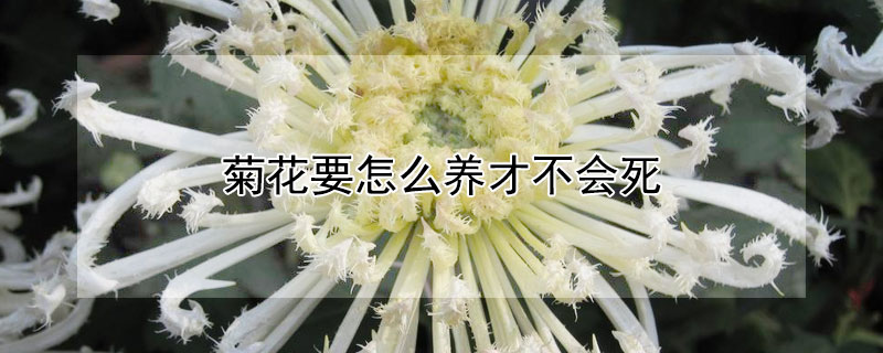 菊花要怎么养才不会死（菊花怎么养活）
