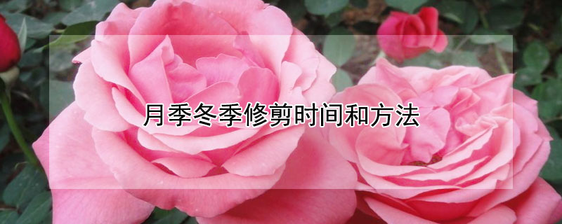月季冬季修剪时间和方法 藤本月季冬季修剪时间和方法