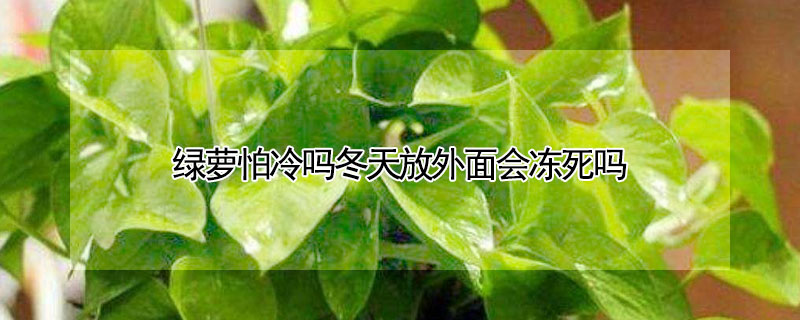 绿萝怕冷吗冬天放外面会冻死吗 绿萝怕冷吗冬天放外面会冻死吗