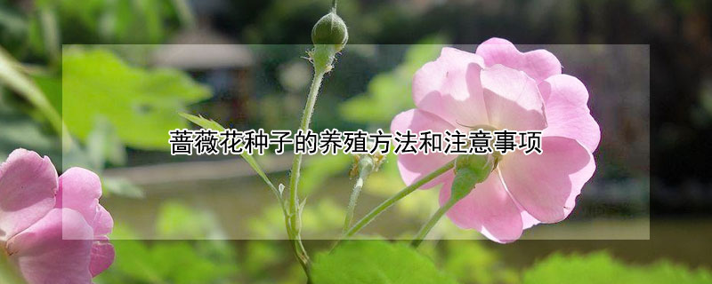 蔷薇花种子的养殖方法和注意事项（蔷薇花种子的养殖方法和注意事项）