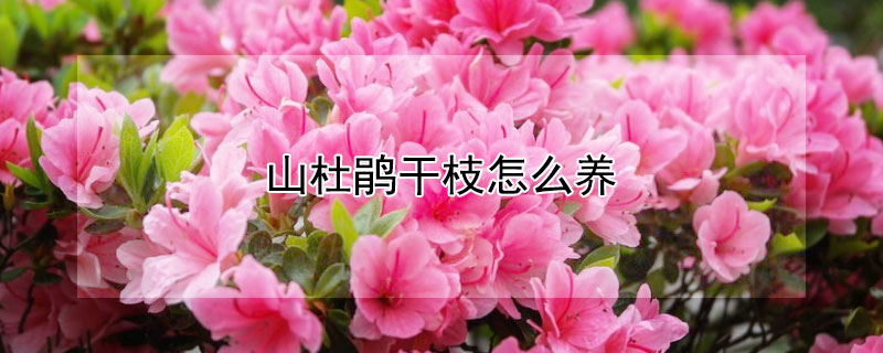山杜鹃干枝怎么养（高山杜鹃干枝）