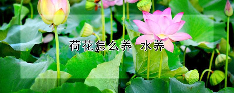 荷花怎么养 荷花怎么养才能开花