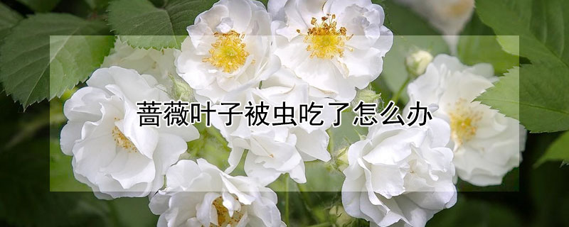 蔷薇叶子被虫吃了怎么办 蔷薇叶子被虫吃了怎么办视频