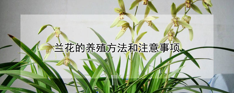 兰花的养殖方法和注意事项（兰花的养殖方法和注意事项 盆栽蝴蝶兰）