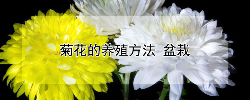 菊花的养殖方法 菊花的养殖方法和注意事项 盆栽
