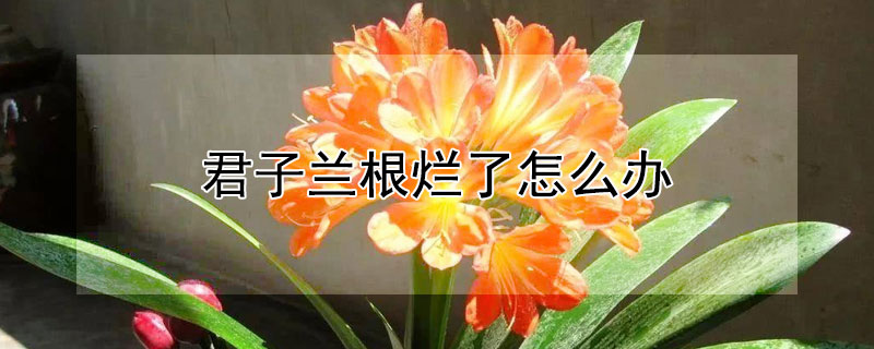 君子兰根烂了怎么办（君子兰根烂了怎么办有救吗）