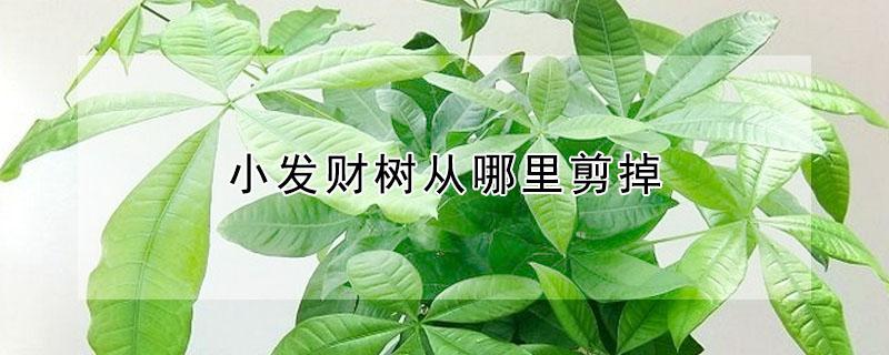 小发财树从哪里剪掉 小发财树从哪里剪掉叶子