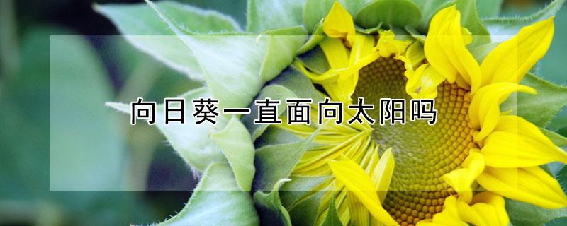 向日葵一直面向太阳吗 向日葵一直面向太阳吗图片