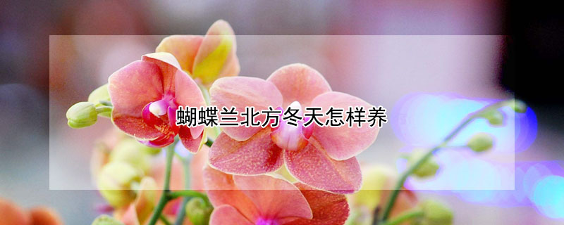 蝴蝶兰北方冬天怎样养（蝴蝶兰北方冬天怎样养护）