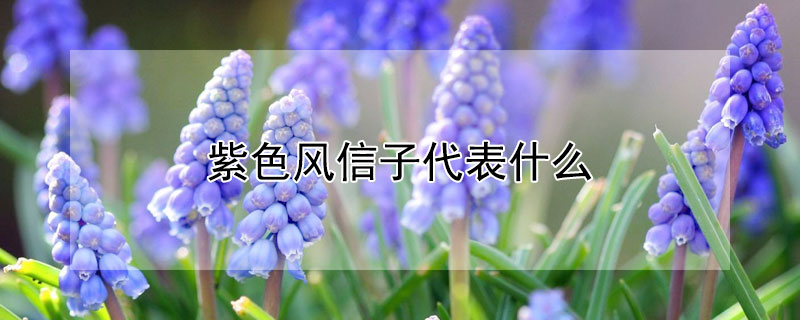 紫色风信子代表什么 紫色风信子有毒吗
