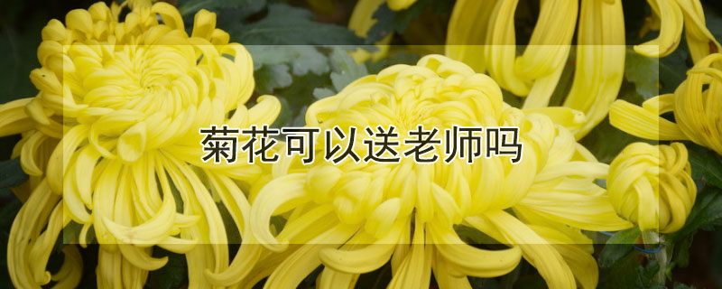 菊花可以送老师吗（菊花教师节可以送吗）