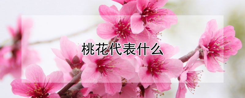 桃花代表什么（桃花代表什么生肖打一肖）