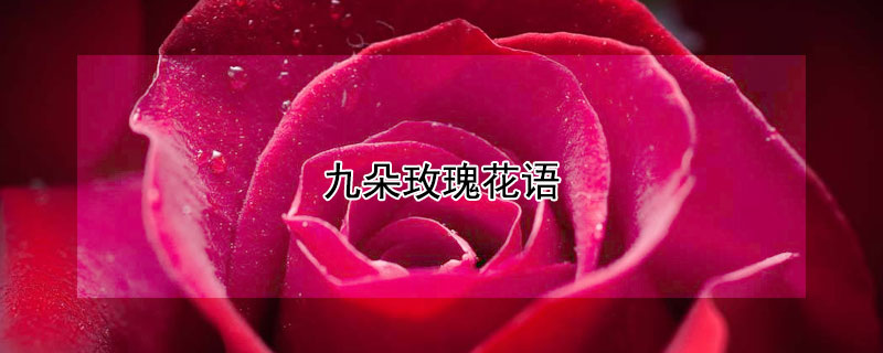 九朵玫瑰花语（九朵玫瑰花语及寓意）