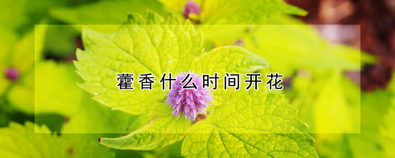 藿香什么时间开花 藿香什么时间开花