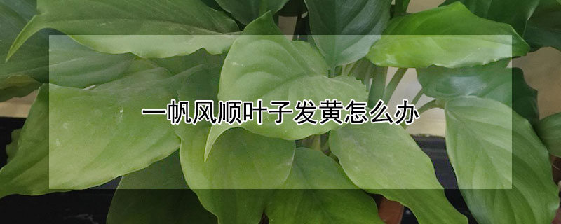 一帆风顺叶子发黄怎么办 一帆风顺叶子发黄是什么原因