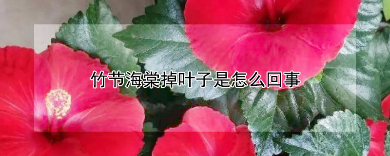 竹节海棠掉叶子是怎么回事 竹节海棠掉叶子是怎么回事啊