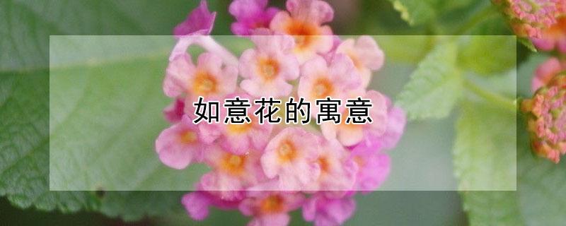 如意花的寓意 如意花的寓意和象征风水图片